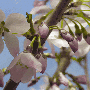 blossoms.gif